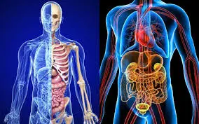 Anatomía